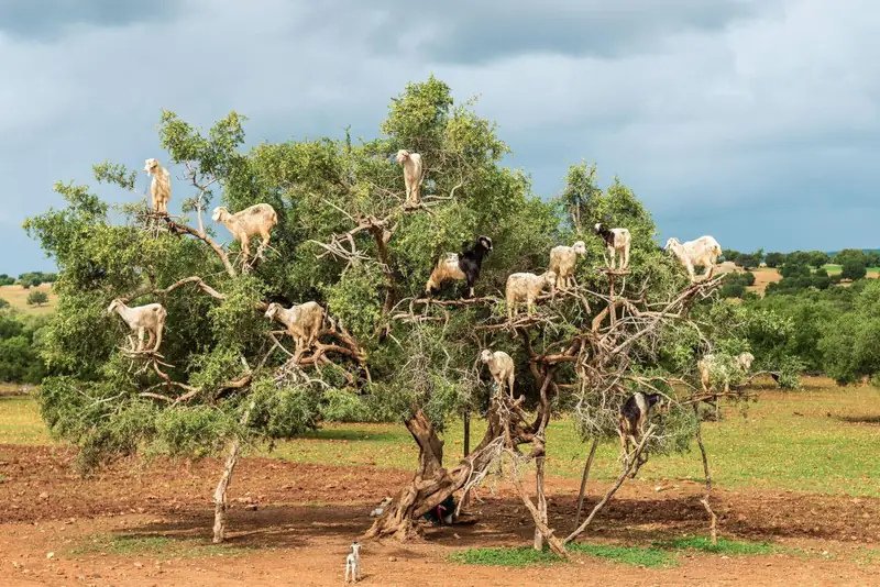 Goats standing in an argan tree in southern Morocco