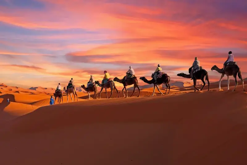 A camel caravan crossing the dunes at sunset in the Moroccan Sahara