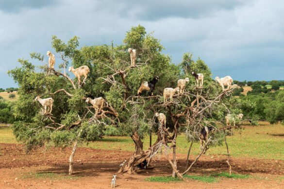 Goats grazing in an argan tree in Morocco