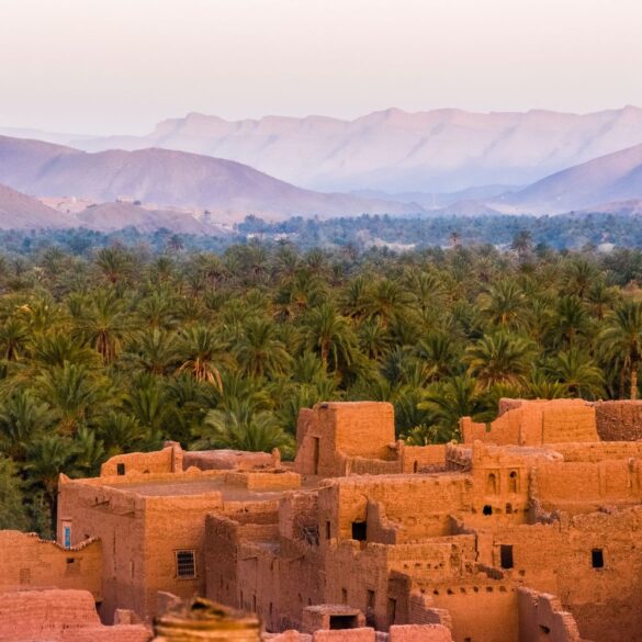 zagora morocco oasis palms